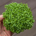 tatsoi-kohl-microgreens-samen-4538
