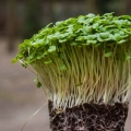tatsoi-kohl-microgreens-samen-4540