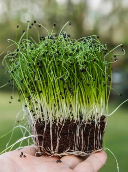 Zwiebel Microgreens mit Wurzeln
