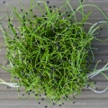 Zwiebel Microgreens