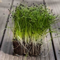 Zwiebel Microgreens