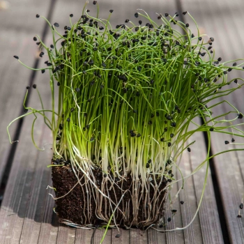 Zwiebel Microgreens