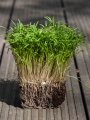 Dill Dakota Microgreens mit Wurzeln