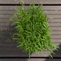 Dill Dakota Microgreens von oben