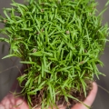 Dill Dakota Microgreens Blätter