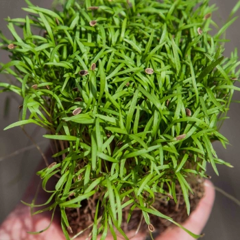 Dill Dakota Microgreens Blätter