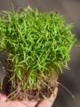 Dill Dakota Microgreens in der Hand
