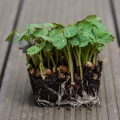 Kapuzinerkresse Tom Thumb Microgreens