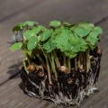 Kapuzinerkresse Tom Thumb Microgreens mit Wurzeln