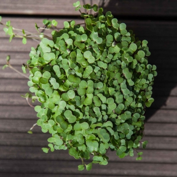 Grünkohl-Microgreens von oben
