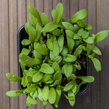 Ringelblumen - Marigold Beauty Microgreens Blätter