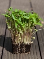 Mungobohnen Microgreens