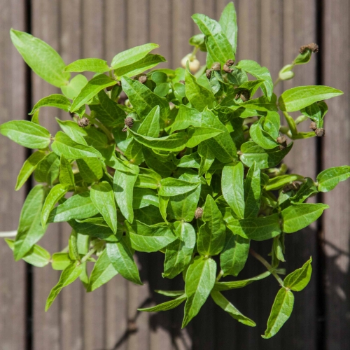 Mungobohnen Microgreens