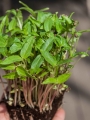 Mungobohnen Microgreens