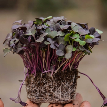 Radieschen Tango Microgreens mit Wurzeln
