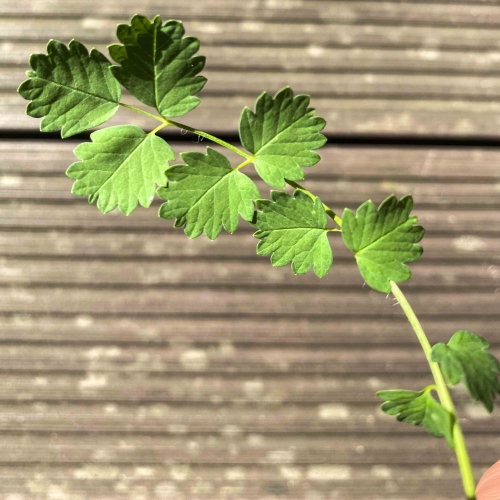 Essbare Blätter der Pimpinelle