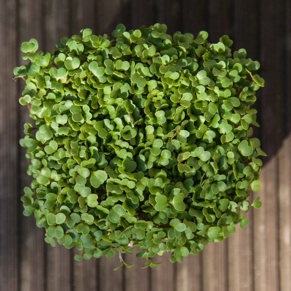 Rucola Microgreens