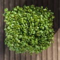 Rucola Microgreens