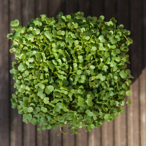 Rucola Microgreens