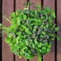 Asiatischer MIX Microgreens Blätter