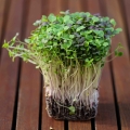 Asiatischer MIX Microgreens