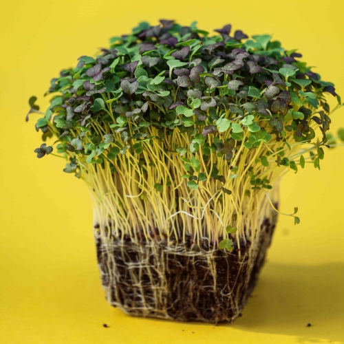 Asiatischer MIX Microgreens