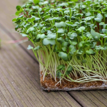 Kokosmatte - Fasern zum Anbau von Microgreens