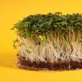 Weißer Senf Microgreens auf Kokoserde