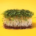 Weißer Senf Microgreens