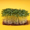 Schwarzer Senf Microgreens auf Kokosmatte