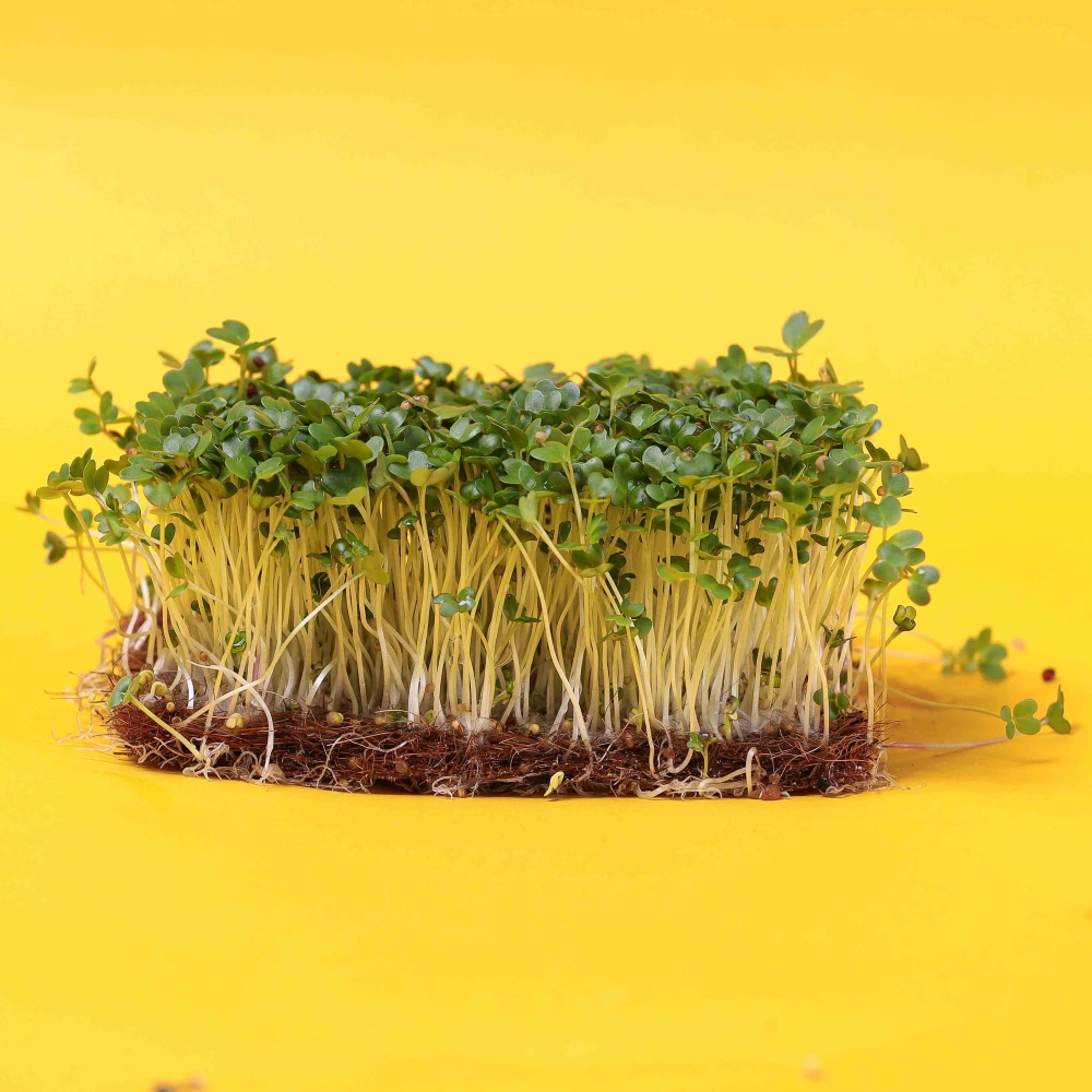 Chinesischer Senf „B“ Microgreens