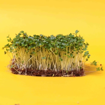 Chinesischer Senf „B“ Microgreens