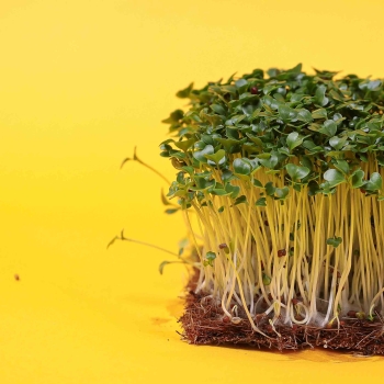 Chinesischer Senf „B“ Microgreens auf Kokoserde