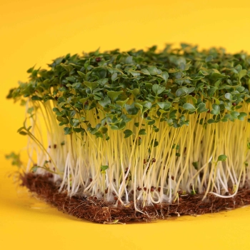 Chinesischer Senf „B“ Microgreens auf gelbem Hintergrund