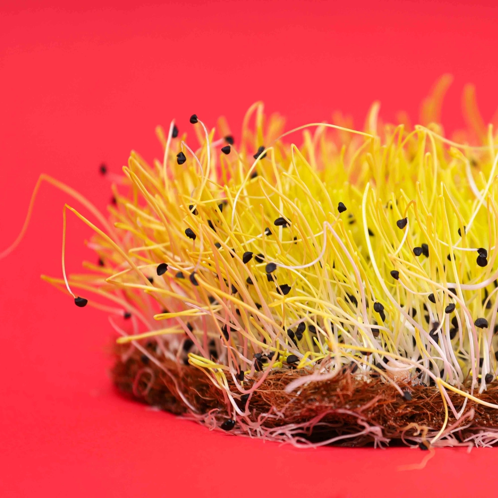 Gelbe Barbra Zwiebel Microgreens
