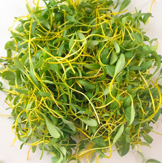 Gelbe Bete Microgreens geerntet