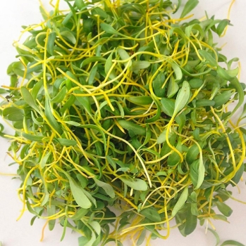 Gelbe Bete Microgreens geerntet