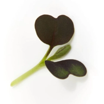 Pak Choi Red Microgreens Blätter