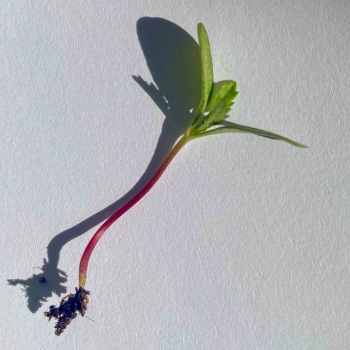 Rosa Tagetes Microgreens