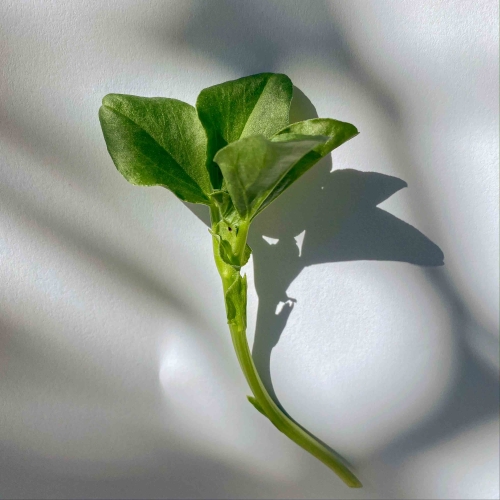 Ackerbohnen-Microgreen