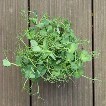 Jumbo-Erbse-Microgreens-Blätter