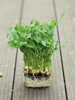 Erbsen Microgreens
