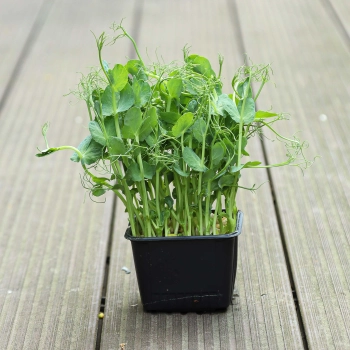 Jumbo-Erbse-Microgreens-im Topf