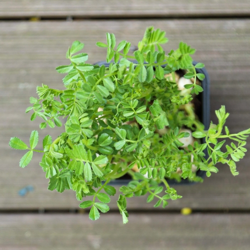 Kichererbsen-Microgreens