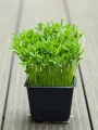 Linsen Microgreens im Topf