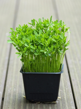 Linsen Microgreens im Topf