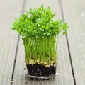 Rote Linsen Microgreens