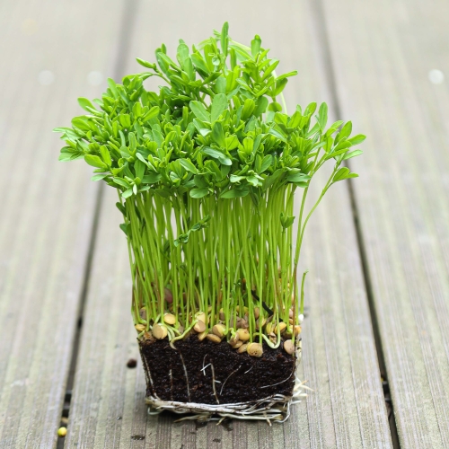 Rote Linsen Microgreens