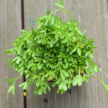 Rote Linsen Microgreens Blätter