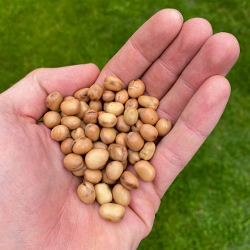 Ackerbohnen-Microgreens-Samen